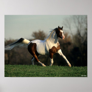 Bob Langrish Pinto Arab Mane and Tail Flowing Poster