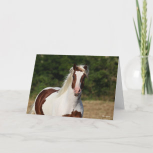 Bob Langrish   Pinto Haflinger Headshot Card