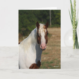 Bob Langrish   Pinto Haflinger Horse Headshot Card