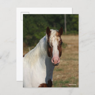 Bob Langrish   Pinto Haflinger Horse Headshot Postcard