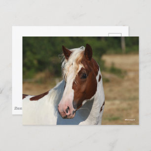 Bob Langrish   Pinto Haflinger Stallion Headshot Postcard