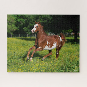 Bob Langrish   Pinto Oldenburg Running in flowers Jigsaw Puzzle