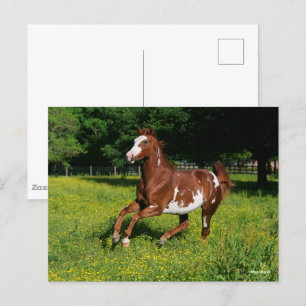 Bob Langrish Pinto Oldenburg Running in flowers Postcard