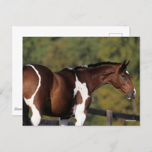 Bob Langrish   Pinto Warmblood Standing Headshot Postcard