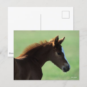 Bob Langrish   Quarter Horse Foal Backlit Postcard