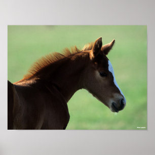 Bob Langrish Quarter Horse Foal Backlit Poster