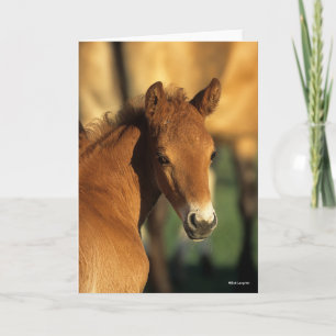 Bob Langrish   Quarter Horse Foal headshot Card