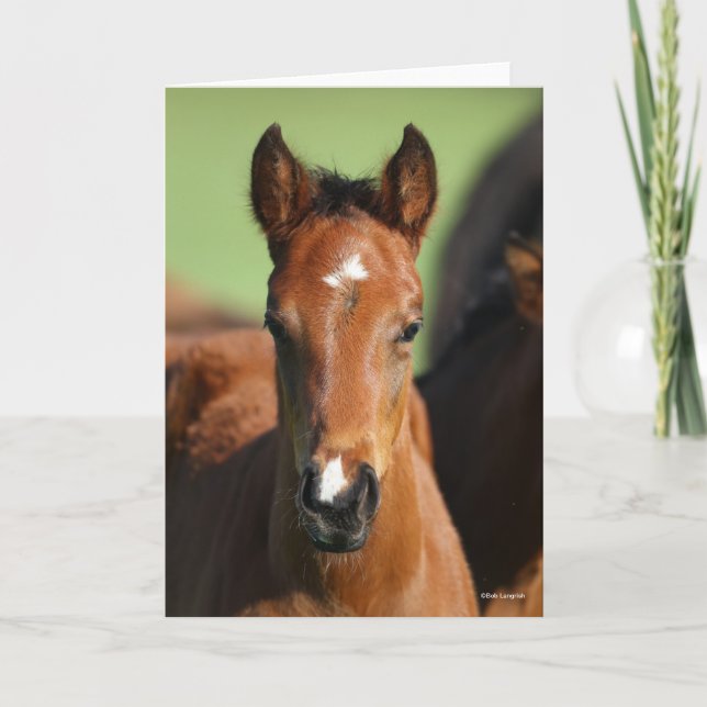 Bob Langrish | Quarter Horse Foal Headshot Card (Front)