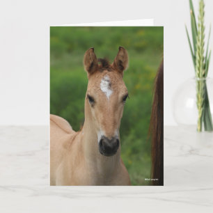 Bob Langrish   Quarter Horse Foal Headshot Card