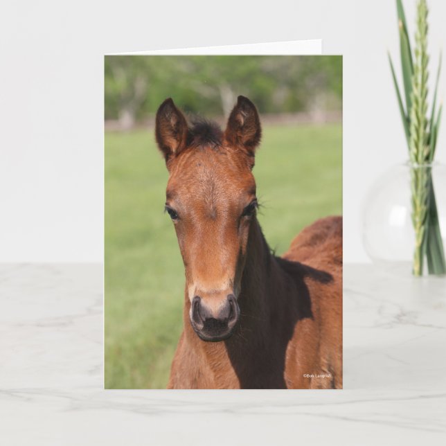 Bob Langrish | Quarter Horse Foal Headshot Card (Front)
