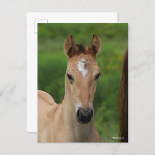 Bob Langrish   Quarter Horse Foal Headshot Postcard