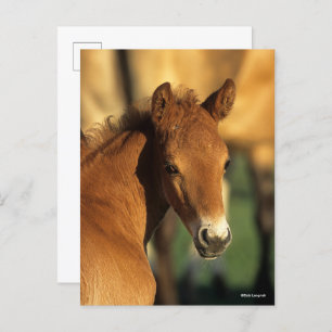 Bob Langrish   Quarter Horse Foal headshot Postcard