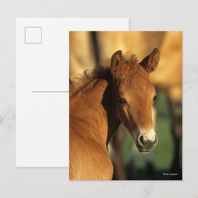 Bob Langrish | Quarter Horse Foal headshot Postcard (Front/Back)