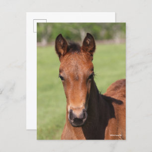 Bob Langrish   Quarter Horse Foal Headshot Postcard