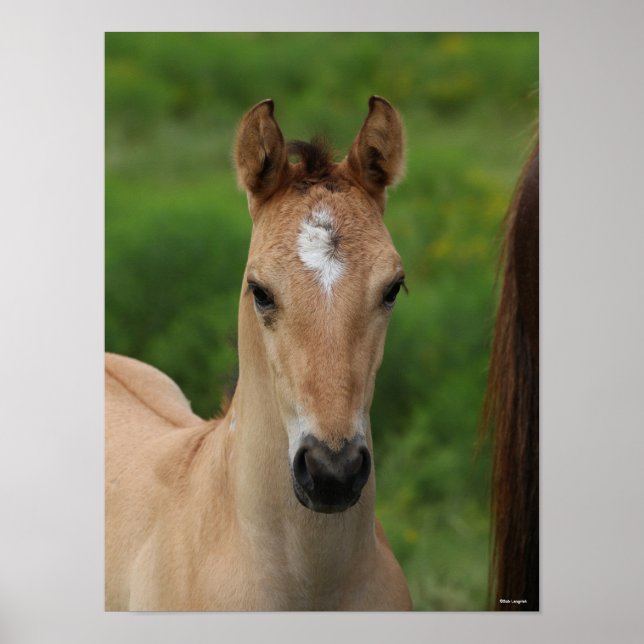 Bob Langrish | Quarter Horse Foal Headshot Poster (Front)