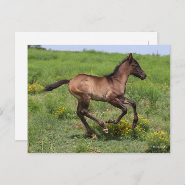 Bob Langrish | Quarter Horse Foal Running Postcard (Front/Back)