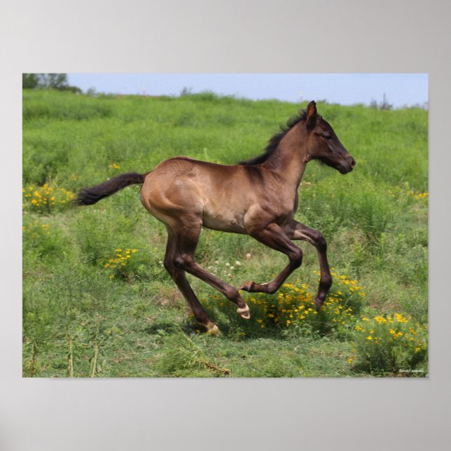 Bob Langrish | Quarter Horse Foal Running Poster (Front)