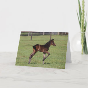 Bob Langrish   Quarter Horse Foal Standing Leg Up Card