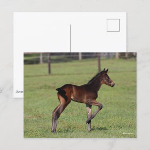 Bob Langrish Quarter Horse Foal Standing Leg Up Postcard