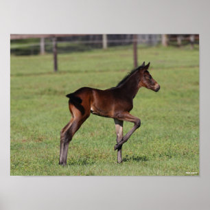 Bob Langrish Quarter Horse Foal Standing Leg Up Poster