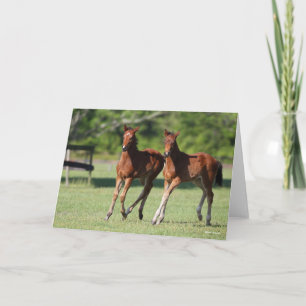 Bob Langrish   Quarter horse Foals Together Card
