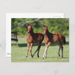 Bob Langrish Quarter horse Foals Together Postcard