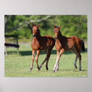 Bob Langrish Quarter horse Foals Together Poster