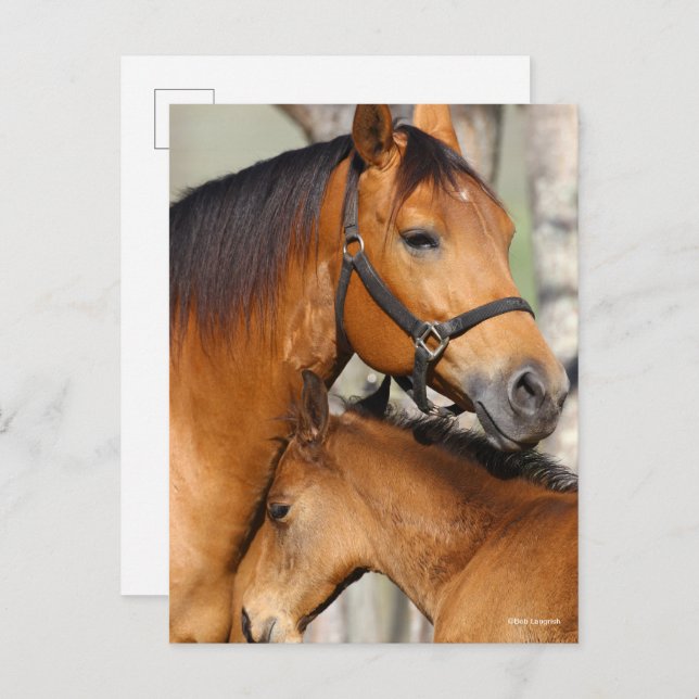 Bob Langrish Quarter Horse Mare and Foal Headshot Postcard (Front/Back)