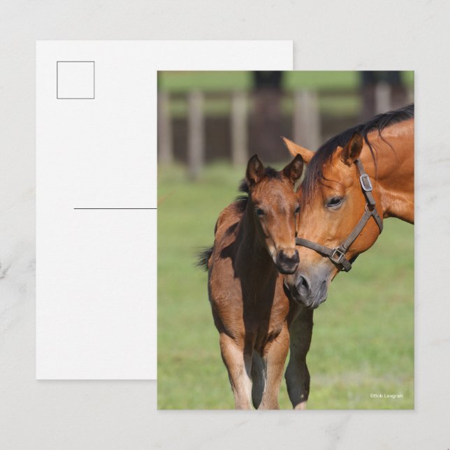 Bob Langrish | Quarter Horse Mare and Foal Postcard (Front/Back)