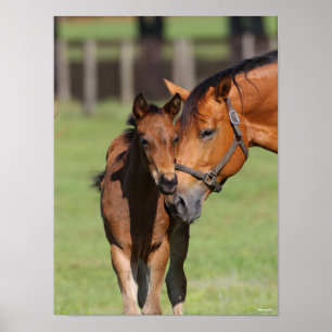 Bob Langrish Quarter Horse Mare and Foal Poster