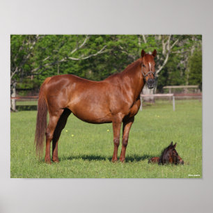 Bob Langrish Quarter Horse Mare and Foal Standing Poster