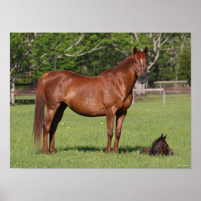 Bob Langrish Quarter Horse Mare and Foal Standing Poster (Front)