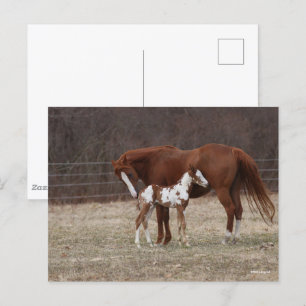 Bob Langrish Quarter Horse Mare and Paint Foal Postcard