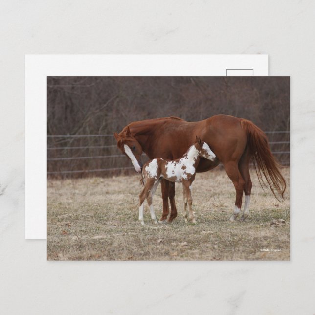 Bob Langrish | Quarter Horse Mare and Paint Foal Postcard (Front/Back)