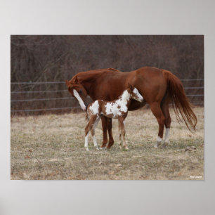 Bob Langrish Quarter Horse Mare and Paint Foal Poster