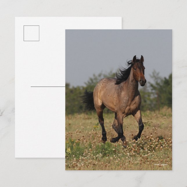 Bob Langrish | Quarter Horse Running In Flowers Postcard (Front/Back)