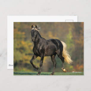 Bob Langrish   Rocky Mountain Horse Autumn Postcard