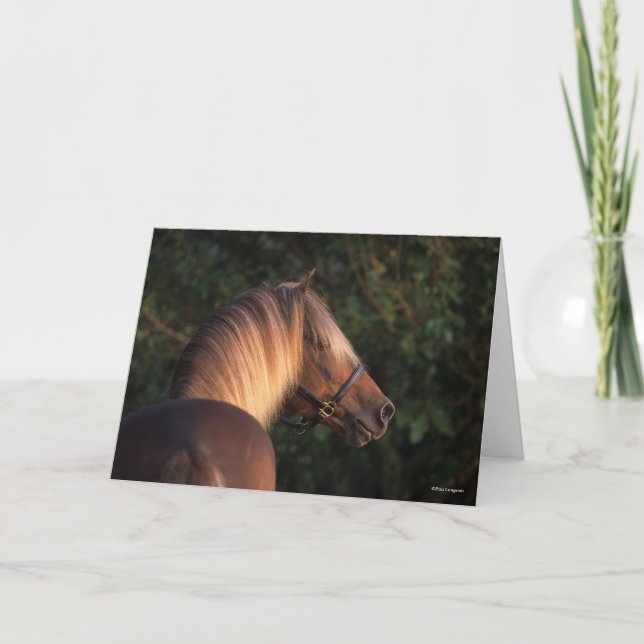 Bob Langrish | Rocky Mountain Horse headshot Card (Front)