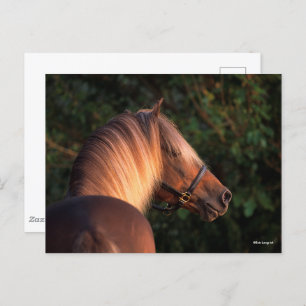 Bob Langrish   Rocky Mountain Horse headshot Postcard