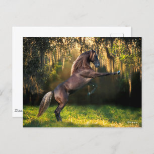 Bob Langrish   Rocky Mountain Horse Rearing Postcard