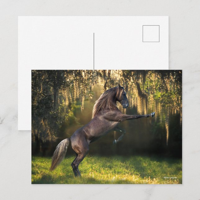 Bob Langrish | Rocky Mountain Horse Rearing Postcard (Front/Back)