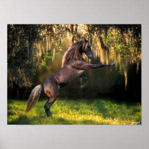 Bob Langrish   Rocky Mountain Horse Rearing Poster