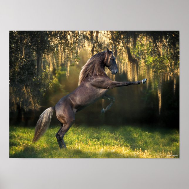 Bob Langrish | Rocky Mountain Horse Rearing Poster (Front)