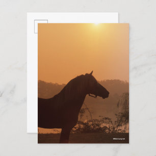 Bob Langrish   Rocky Mountain Horse Silhouette Postcard