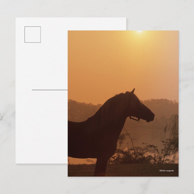 Bob Langrish | Rocky Mountain Horse Silhouette Postcard (Front/Back)