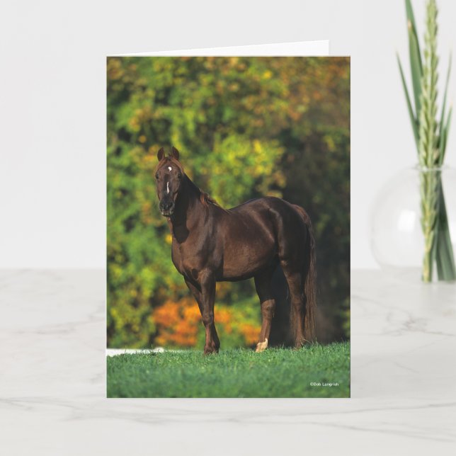 Bob Langrish Rocky Mountain Horse Standing Autumn Card (Front)