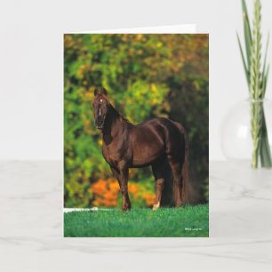 Bob Langrish Rocky Mountain Horse Standing Autumn Card