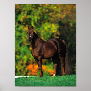 Bob Langrish Rocky Mountain Horse Standing Autumn Poster