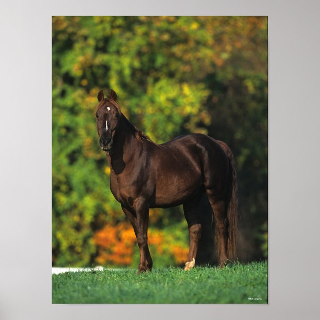 Bob Langrish Rocky Mountain Horse Standing Autumn Poster (Front)