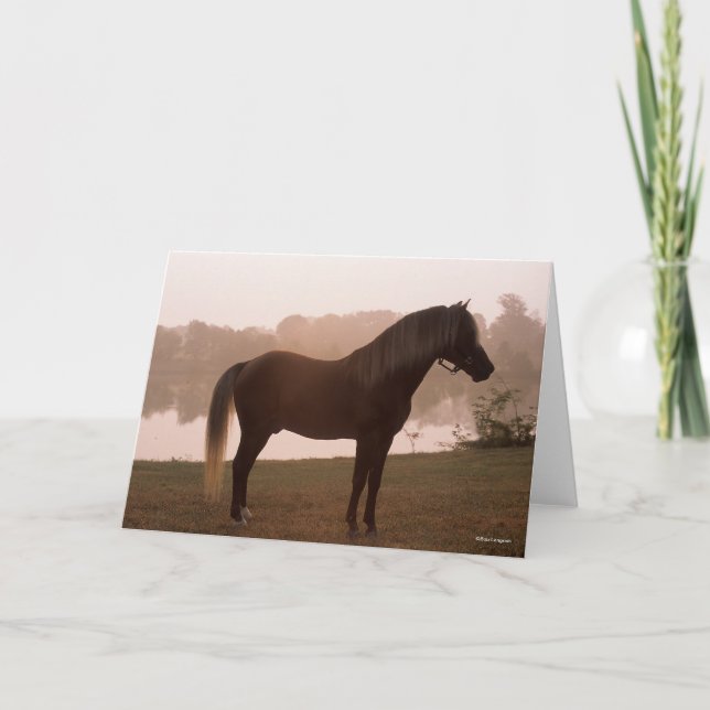 Bob Langrish Rocky Mountain Horse Standing Backlit Card (Front)